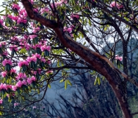 【美丽鸡鸣】杜鹃花开万山红，正是鸡鸣赏花时，有空约起来！