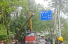 修齐：倒树压线“三重险”  多方联动“保平安”