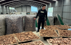 周溪：小香菇就业帮扶车间托起群众家门口“增收饭碗”