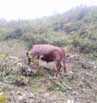 农民的生活，就这么简单，嘿嘿