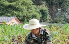 亩增产近五成！城口“一地三收”解锁山地种植新模式