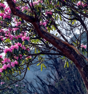 【美丽鸡鸣】杜鹃花开万山红，正是鸡鸣赏花时，有空约起来！